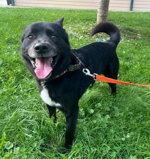Rob Zombie (48872025), Mixed Breed, adult, available for adoption