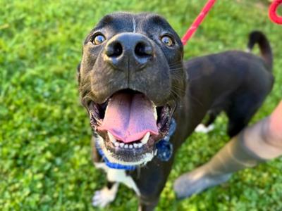 Finley, Mixed Breed, adult, available for adoption