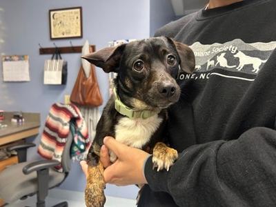 Ollie, Mixed Breed, young, available for adoption