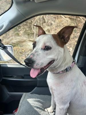 Caza, Mixed Breed, young, available for adoption