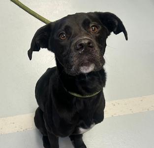The Mayor, Mixed Breed, young, available for adoption