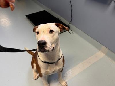 Mast, Mixed Breed, adult, available for adoption