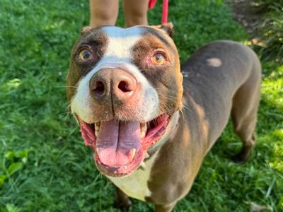 Casino, Mixed Breed, adult, available for adoption