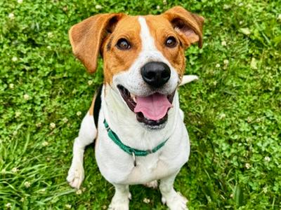 Dash, Mixed Breed, adult, available for adoption