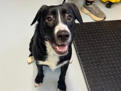 Ruby, Mixed Breed, young, available for adoption