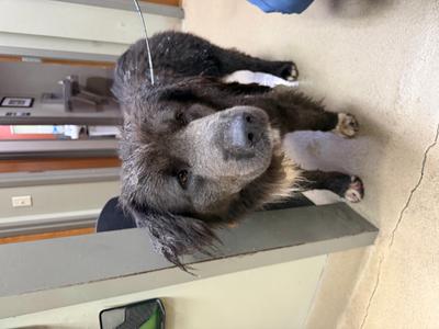 Legacy Southpaw, Mixed Breed, adult, available for adoption