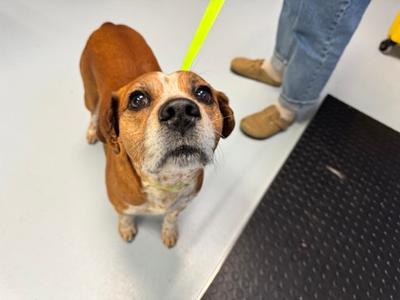 Gator, Mixed Breed, adult, available for adoption