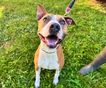 Ruger, Mixed Breed, young, available for adoption