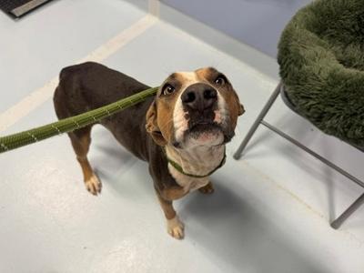 Maisy, Mixed Breed, adult, available for adoption