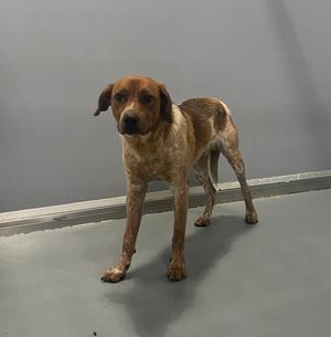 A brown and white dog standing on a gray floor