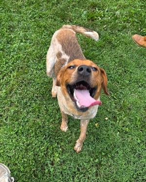 A brown and white dog with a pink tongue sticking out, standing on green grass.