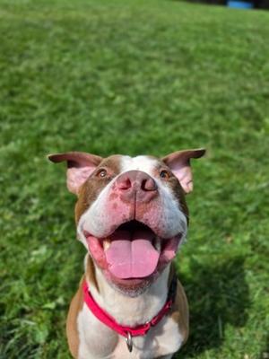 a happy dog with a red collar standing on grass