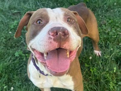 Racquet, Mixed Breed, adult, available for adoption