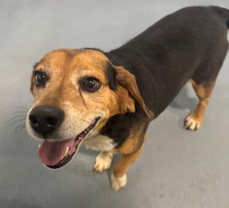 10-4 Good Buddy, Mixed Breed, senior, available for adoption