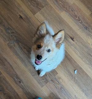 A fluffy dog with brown and white fur looking up at the camera on a wooden floor.