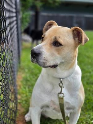 Atreyu (52684046), Mixed Breed, adult, available for adoption