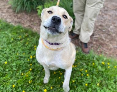Atreyu (52684046), Mixed Breed, adult, available for adoption