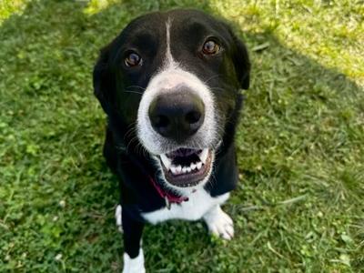Patches, Mixed Breed, adult, available for adoption