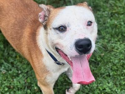 Boonerang, Mixed Breed, adult, available for adoption