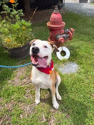 Boonerang, Mixed Breed, adult, available for adoption
