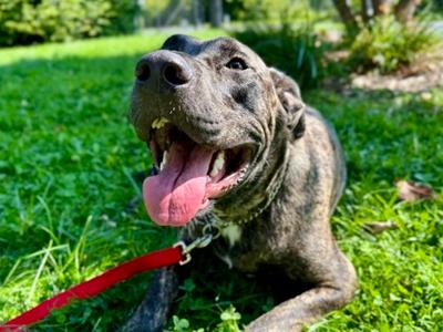 Diego, Mixed Breed, young, available for adoption