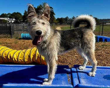 LUCKY, Irish Wolfhound, young, available for adoption