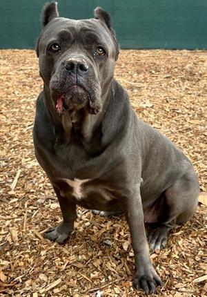 GLORIA*, Cane Corso Mastiff, adult, available for adoption