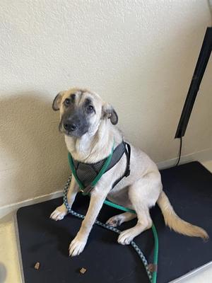 LALA, Australian Kelpie / Belgian Shepherd Malinois, young, available for adoption