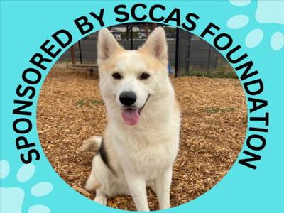 KENAI*, Siberian Husky, adult, available for adoption