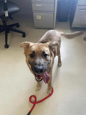 A brown dog with a red leash standing on a white floor in an office setting.