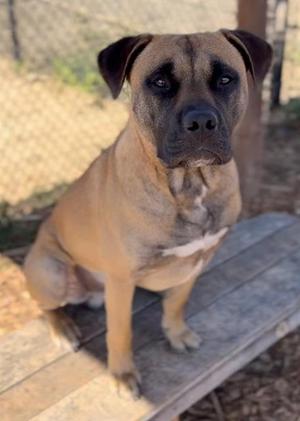 LEVI*, Black Mouth Cur, adult, available for adoption