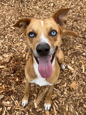 SCOOBY, Catahoula Leopard Dog, adult, available for adoption