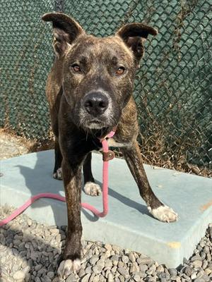 NICHOLAS*, Pit Bull Terrier, young, available for adoption
