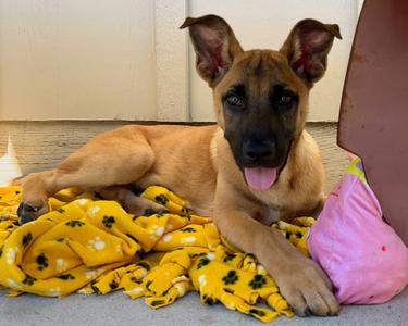 DEMBELE*, Belgian Shepherd Malinois / Catahoula Leopard Dog, puppy, available for adoption