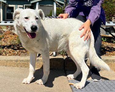 PICKLES, Queensland Heeler, senior, available for adoption
