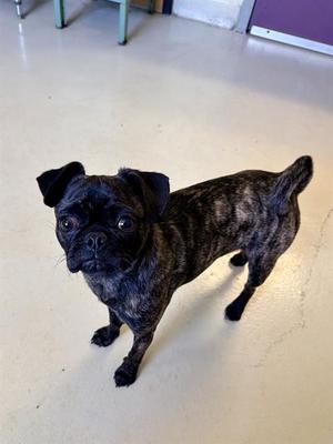 COOKIES, Pug, adult, available for adoption