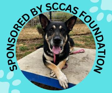 JEFFERSON*, German Shepherd Dog, adult, available for adoption