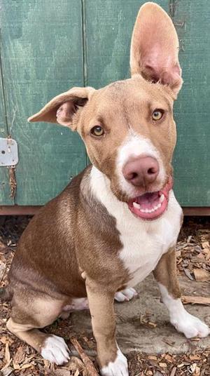 ROO, Bull Terrier, young, available for adoption