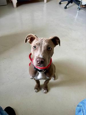 PEBBLES*, Pit Bull Terrier, puppy, available for adoption