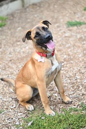 LASSIE*, Belgian Shepherd Malinois, young, available for adoption