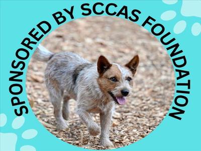 BARU, Queensland Heeler / Terrier, adult, available for adoption