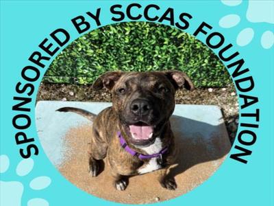 GRUFFI*, Pit Bull Terrier, young, available for adoption