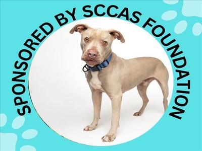 HUGO*, Pit Bull Terrier, senior, available for adoption