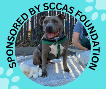 A dog wearing a green harness, sitting on a blanket with a person in the background. The image has a circular frame with text that reads "SPONSORED BY SCCAS FOUNDATION" and paw prints around the border.