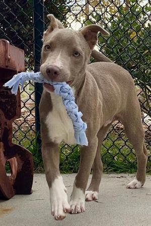 DUKE, Pit Bull Terrier, puppy, available for adoption