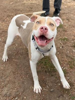 A brown and white dog with a pink nose and blue eyes is standing on a dirt ground, looking up with its mouth open and tongue out. The dog is wearing a collar and appears to be in a playful or excited state. In the background, part of a person's legs and shoes are visible.