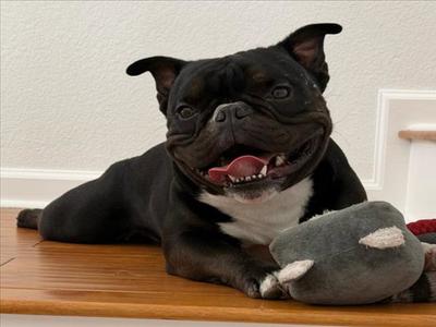 DRACO, French Bulldog, adult, available for adoption