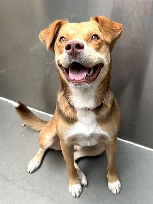 NICO, Australian Shepherd / Pit Bull Terrier, adult, available for adoption