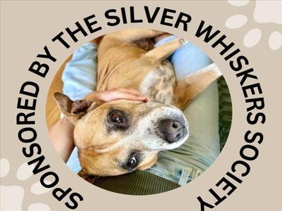 A brown and white dog lying on its back with a person's hand on its head, surrounded by a circular text that reads 'SPONSORED BY THE SILVER WHISKERS SOCIETY'