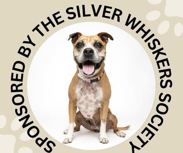 DOVEY, Pit Bull Terrier / Boxer, senior, available for adoption